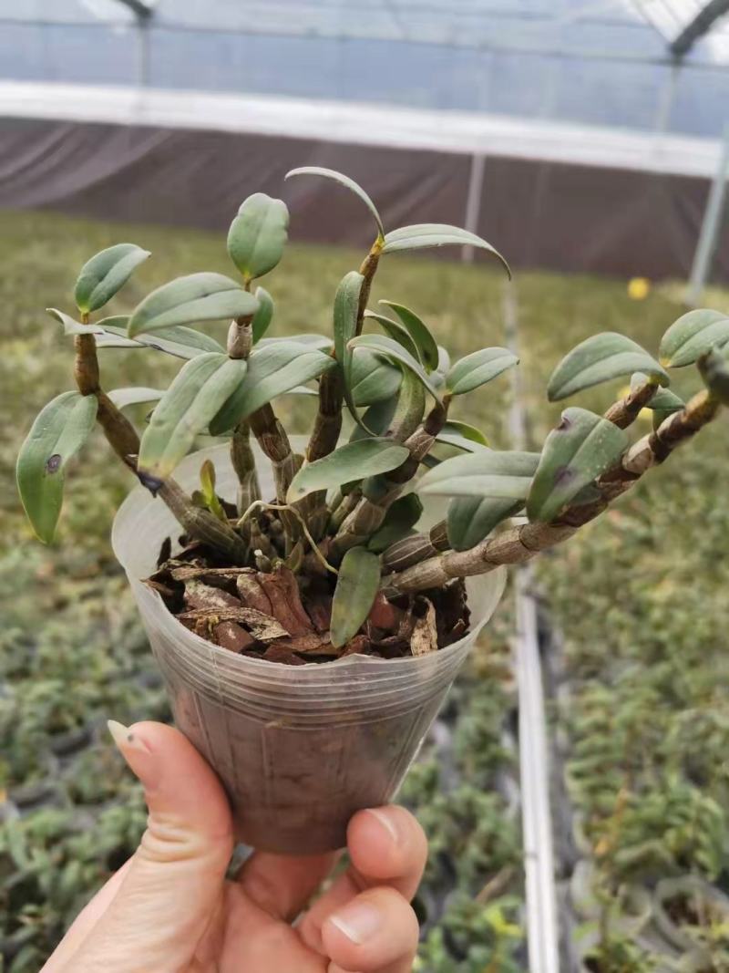 基地出售铁皮石斛苗营养杯苗种植便捷好成活