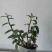 基地出售铁皮石斛苗营养杯苗种植便捷好成活