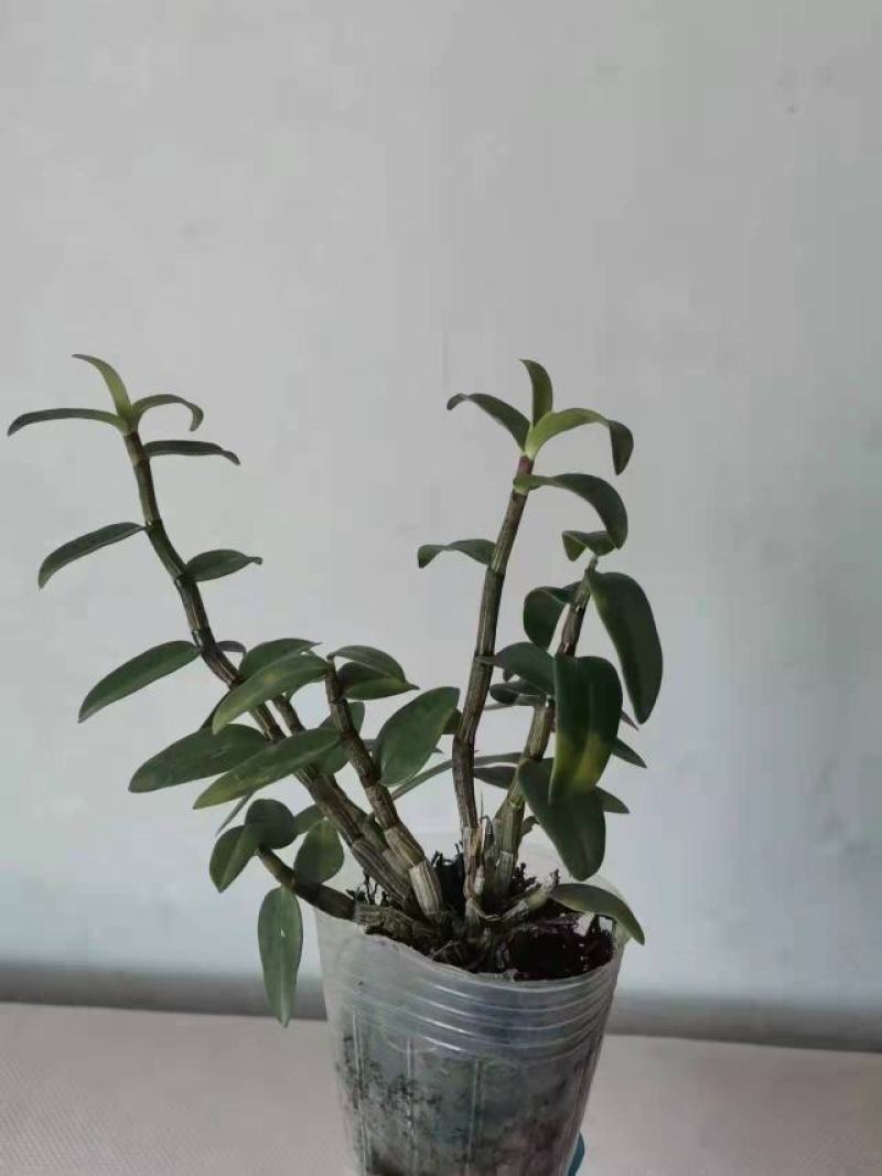 基地出售铁皮石斛苗营养杯苗种植便捷好成活