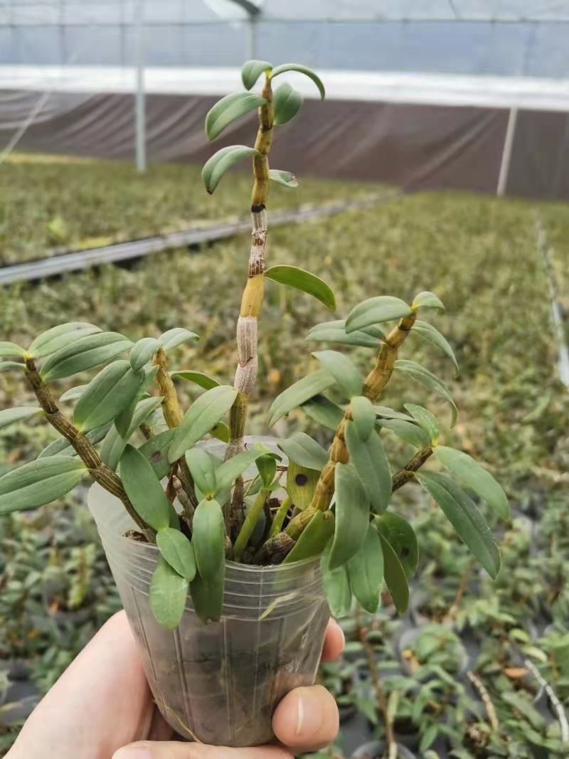 基地出售铁皮石斛苗营养杯苗种植便捷好成活