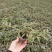 基地出售铁皮石斛苗营养杯苗种植便捷好成活