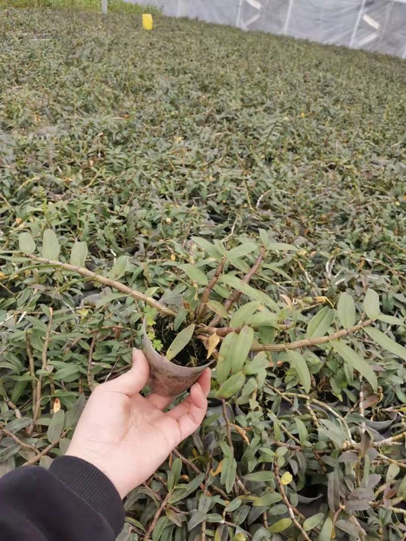 基地出售铁皮石斛苗营养杯苗种植便捷好成活