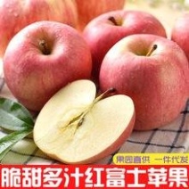 陕西精品红富士苹果脆甜多汁，支持电商老板合作，加工厂合作