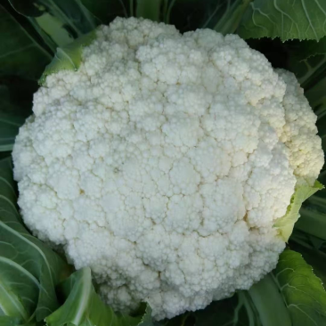 精品松花