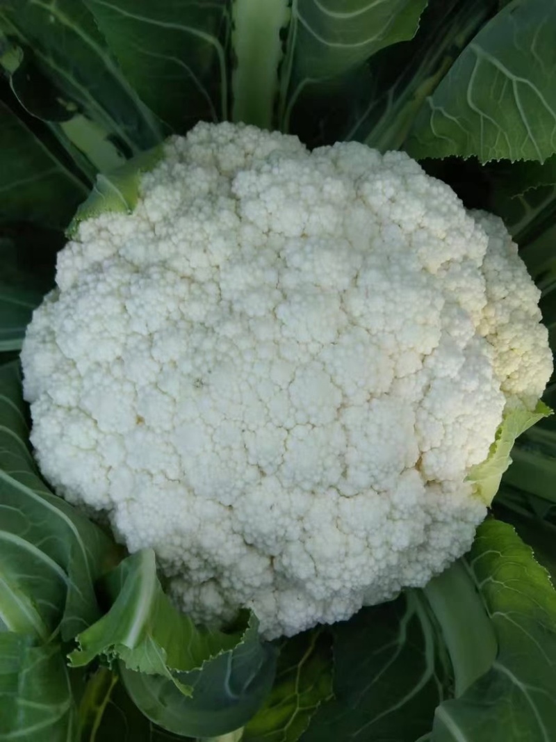 精品松花