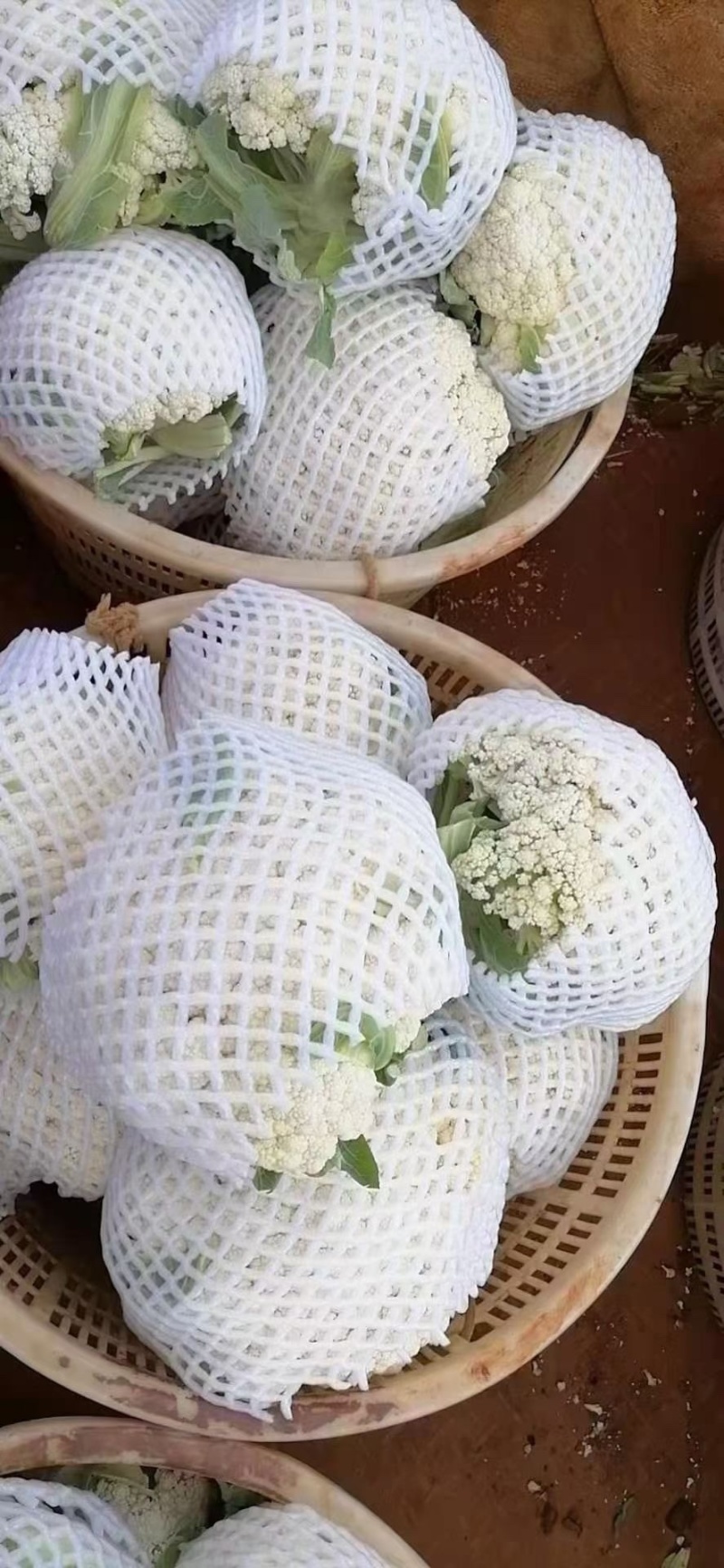 精品松花