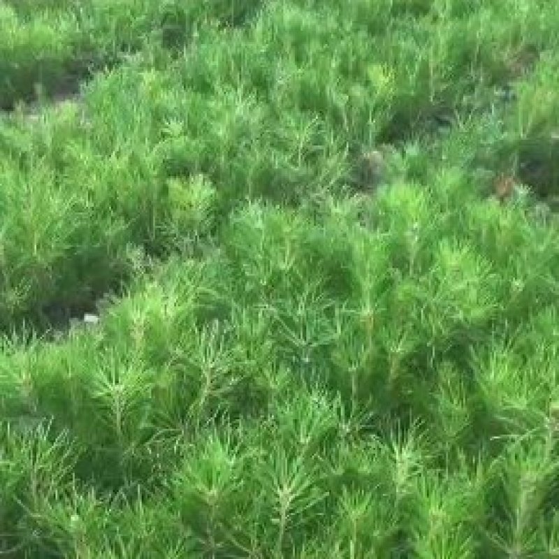 油松小苗杯苗