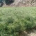 油松杯苗，大田苗，有需要的快点啊，麦风了啊！