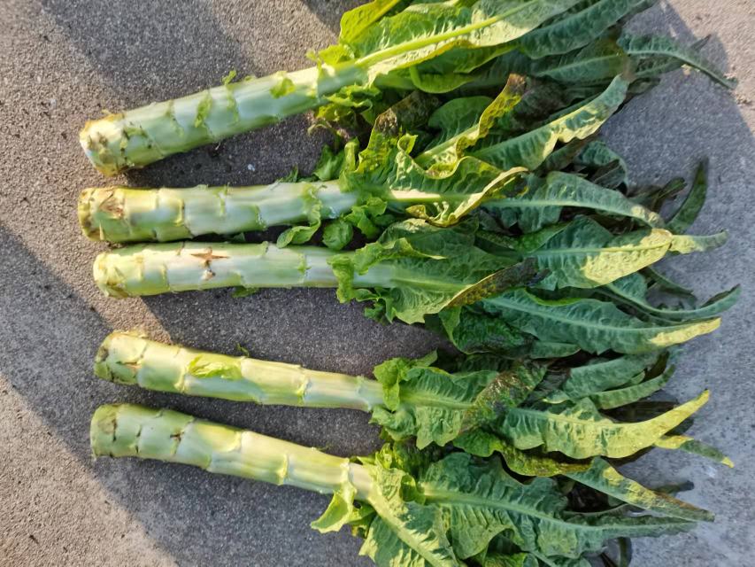一根已经削好皮的新鲜莴苣,露出翠绿色的果肉 削皮后的莴苣