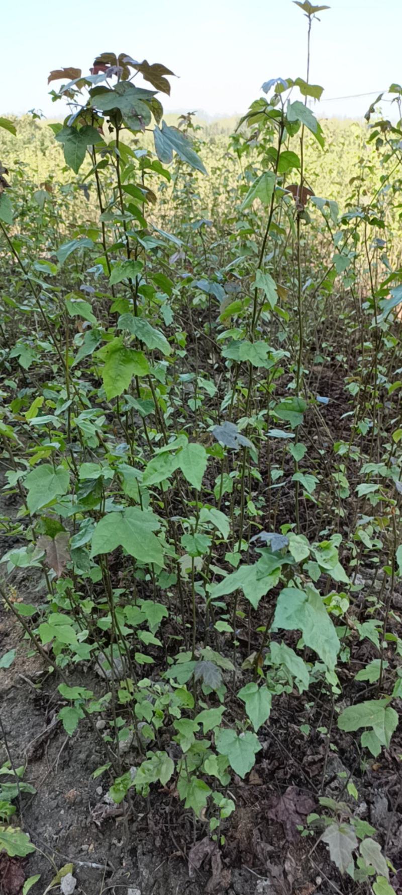 风香裸根苗地苗一年生小苗，枫香地苗带土球2-3公分