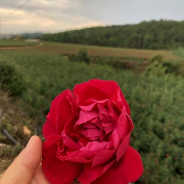 食用玫瑰花