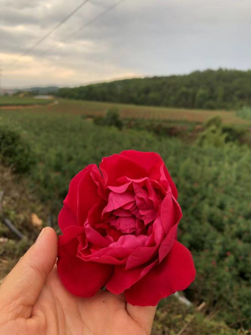 食用玫瑰花