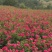 食用玫瑰花
