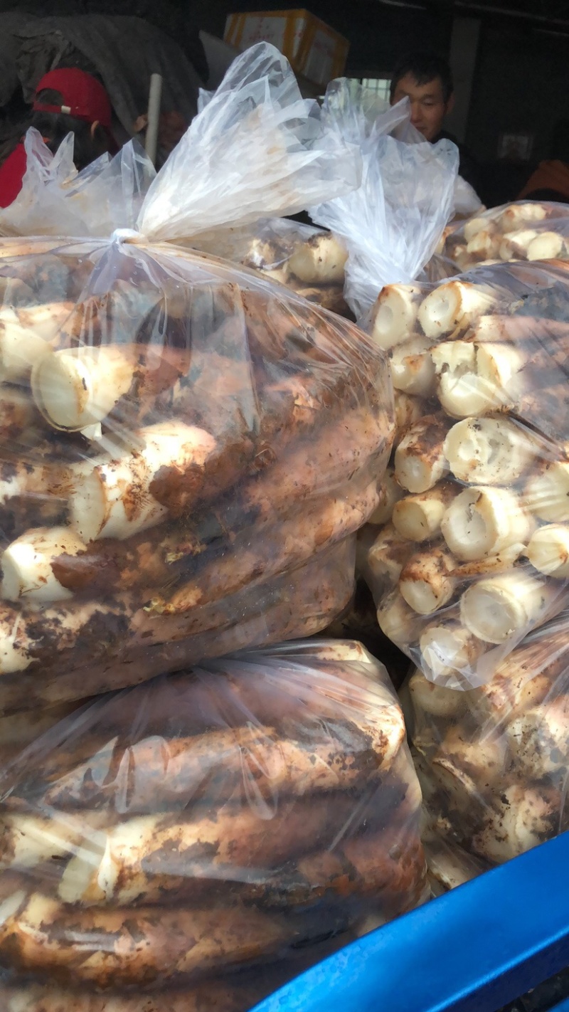 精品雷笋竹笋每日现挖现发产地直供货源质量保证