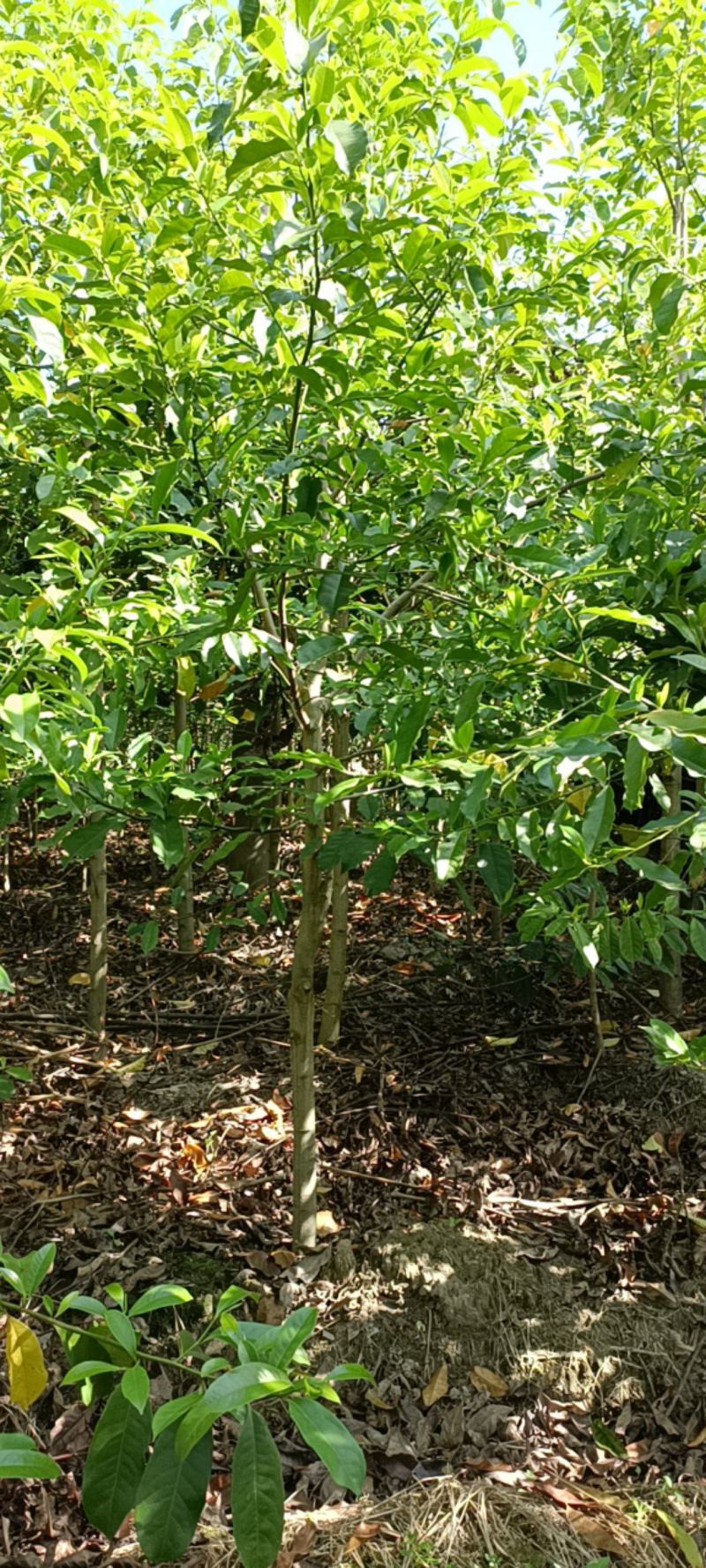 自产自销苗圃直供深山含笑乐昌含笑2-3-4公分黑田土