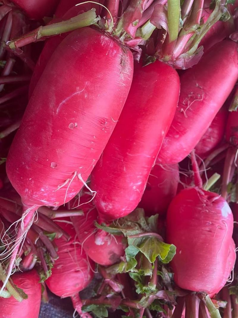 【红皮萝卜】大萝卜产地萝卜，保质保量，看货论价欢迎订购
