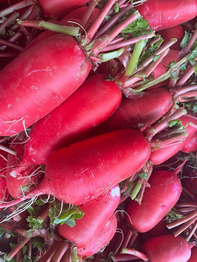 【红皮萝卜】大萝卜产地萝卜，保质保量，看货论价欢迎订购