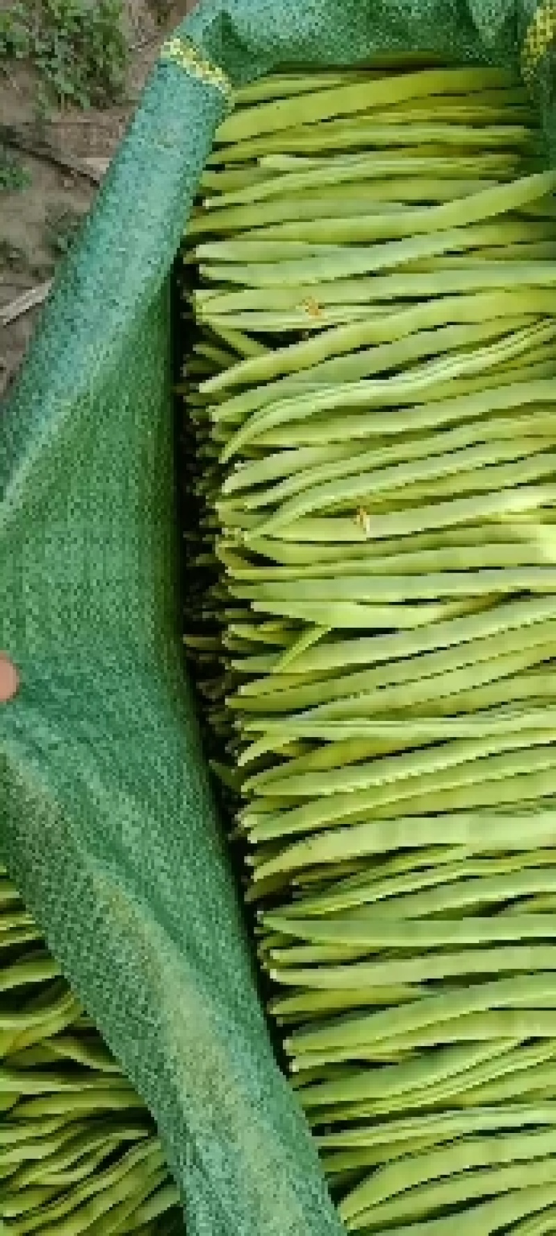 精品四季豆