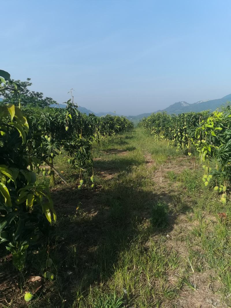 小台农芒有30000斤需要马袋装的有想法的老板联系现