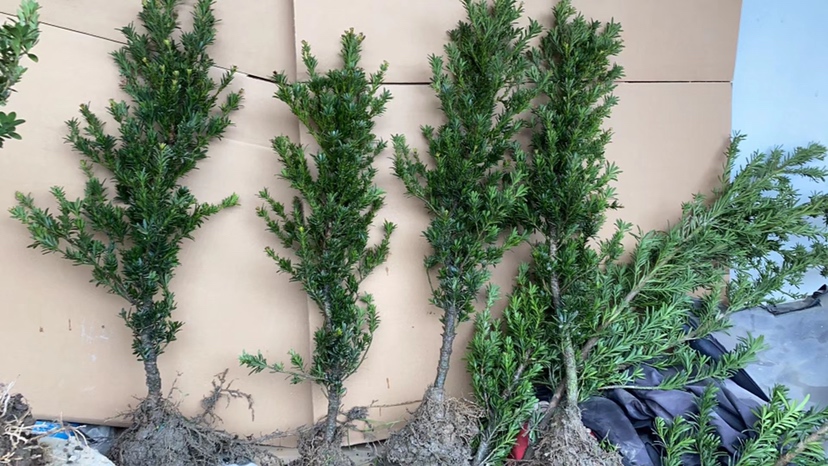 罗汉松四季养护示意图