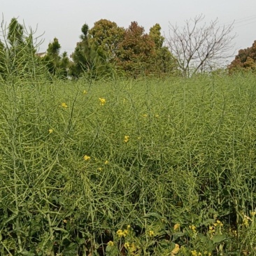 望江油菜籽原产地，一手货源，颗粒饱满，出油率高，欢迎咨询