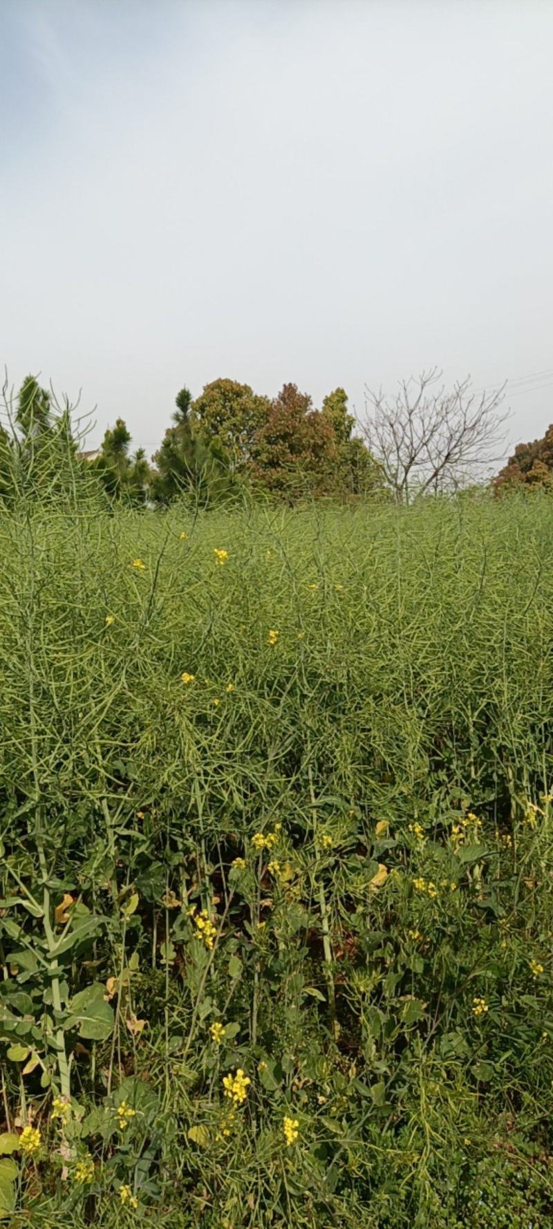 望江油菜籽原产地，一手货源，颗粒饱满，出油率高，欢迎咨询