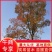 乌桕湖南南县乌桕专业苗圃基地产区直发各种规格