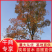 乌桕湖南南县乌桕专业苗圃基地产区直发各种规格