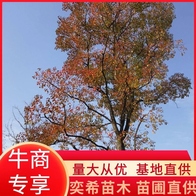 乌桕湖南南县乌桕专业苗圃基地产区直发各种规格