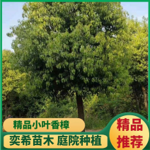 湖南香樟小叶香樟基地直发绿化苗工程绿化庭院种植包成活