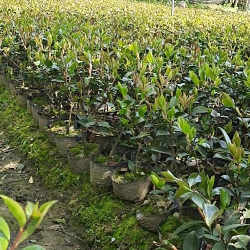 茶梅杯苗