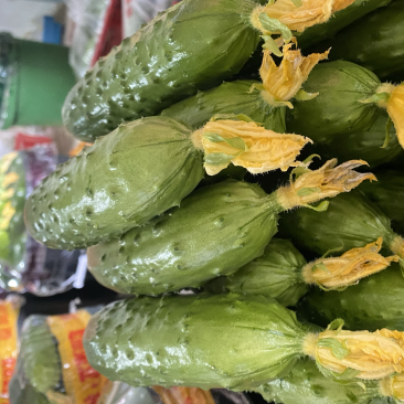 东北特产旱黄瓜.水分足口干好.纯绿色农产品.