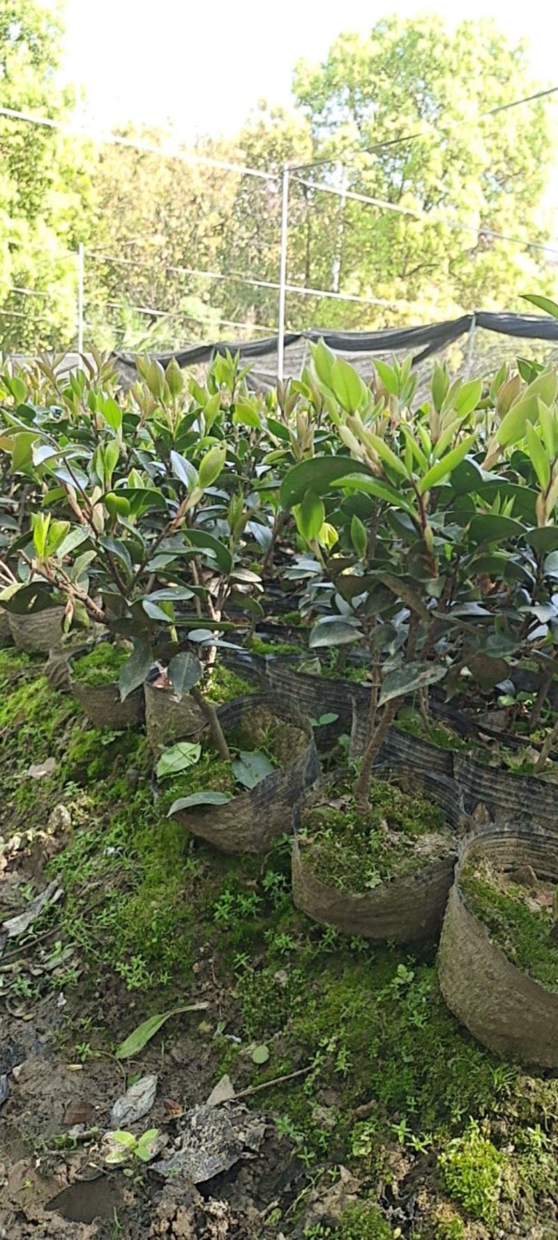 茶梅杯苗