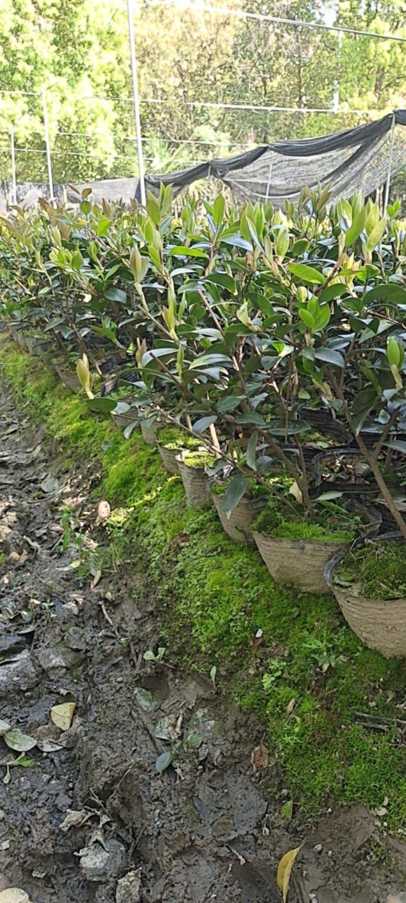 茶梅杯苗