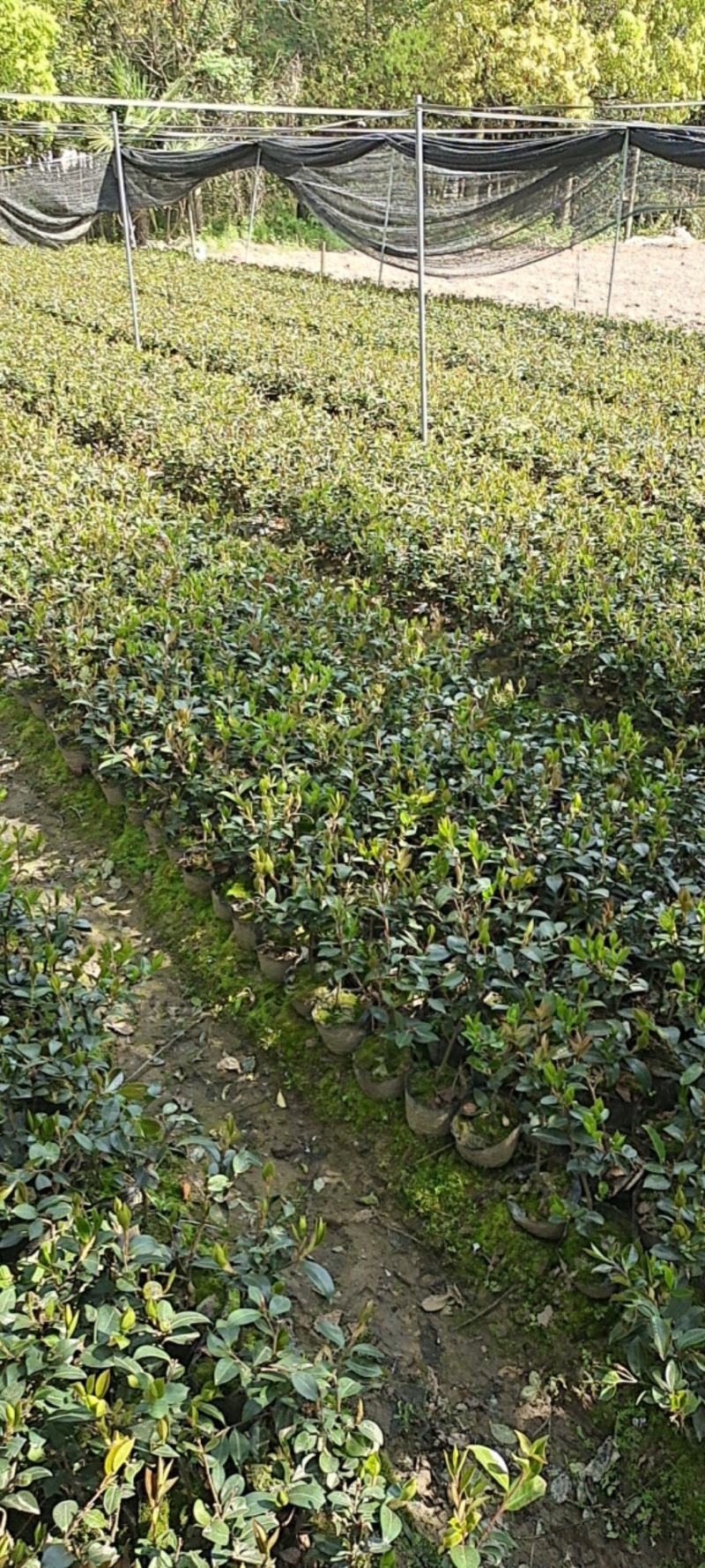 茶梅杯苗