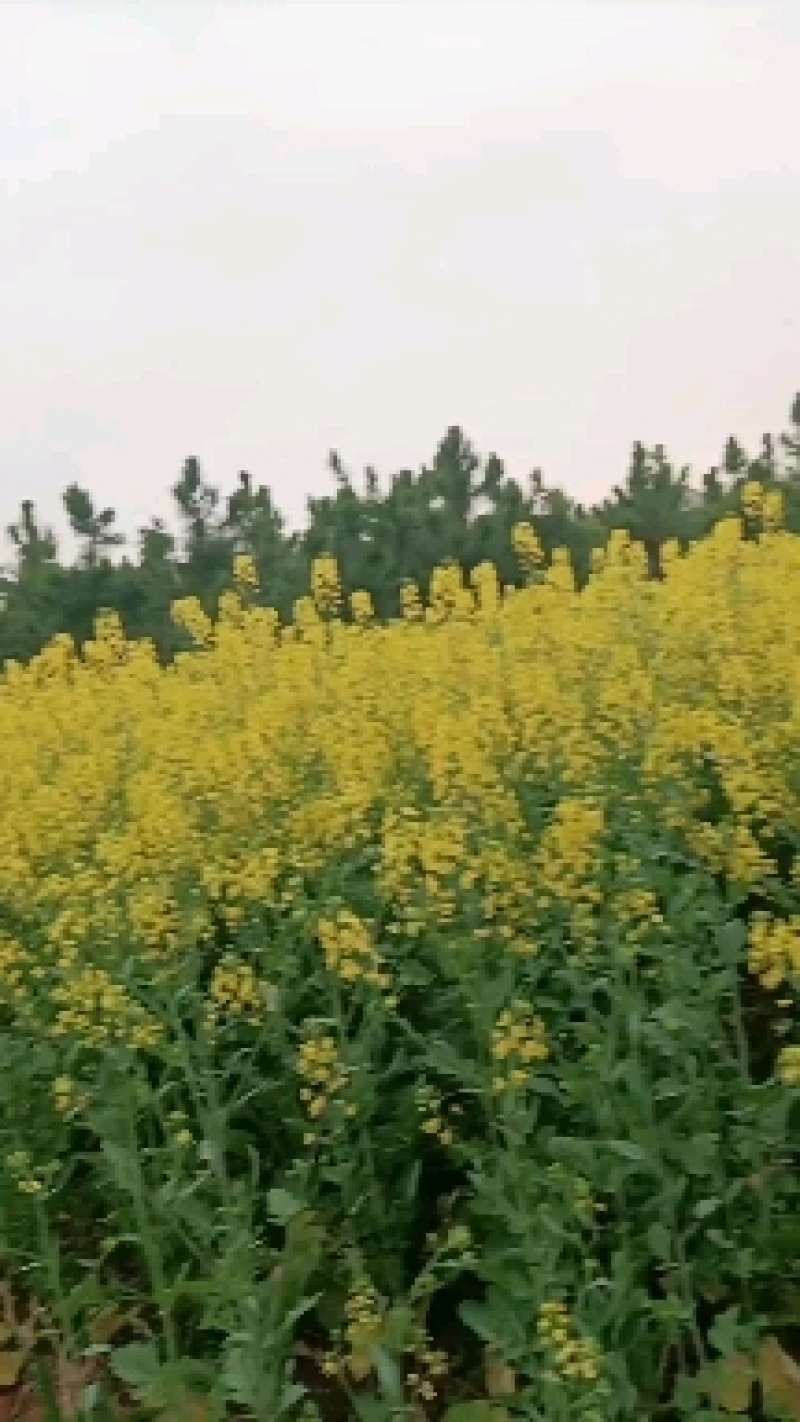 望江油菜籽原产地，一手货源，颗粒饱满，出油率高，欢迎咨询