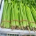 【芹菜】山东聊城精品小香芹，量大，一手货源欢迎联系