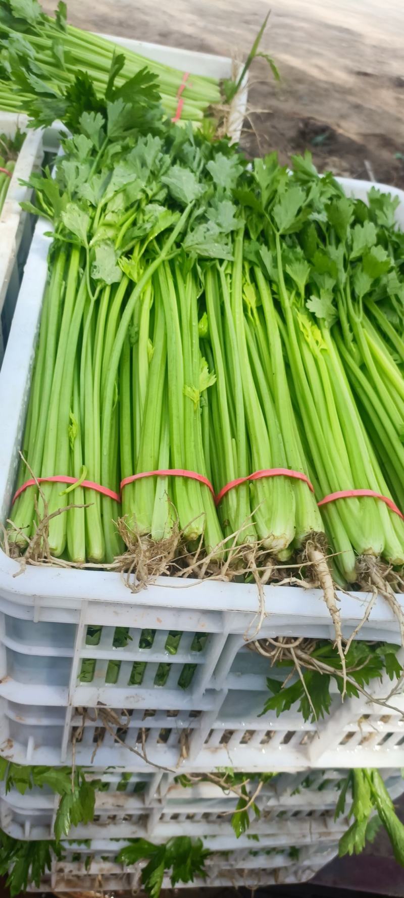 【芹菜】山东聊城精品小香芹，量大，一手货源欢迎联系