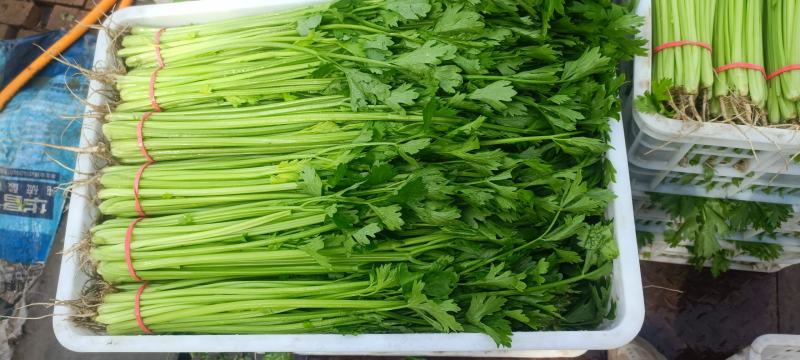 【芹菜】山东聊城精品小香芹，量大，一手货源欢迎联系
