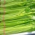【芹菜】山东聊城精品小香芹，量大，一手货源欢迎联系