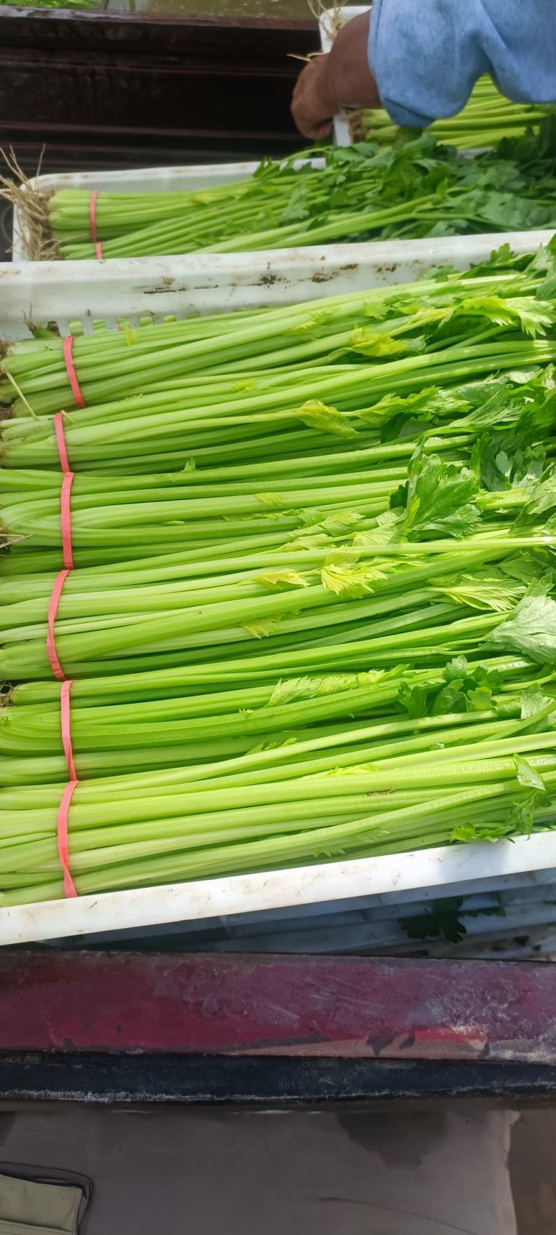 【芹菜】山东聊城精品小香芹，量大，一手货源欢迎联系