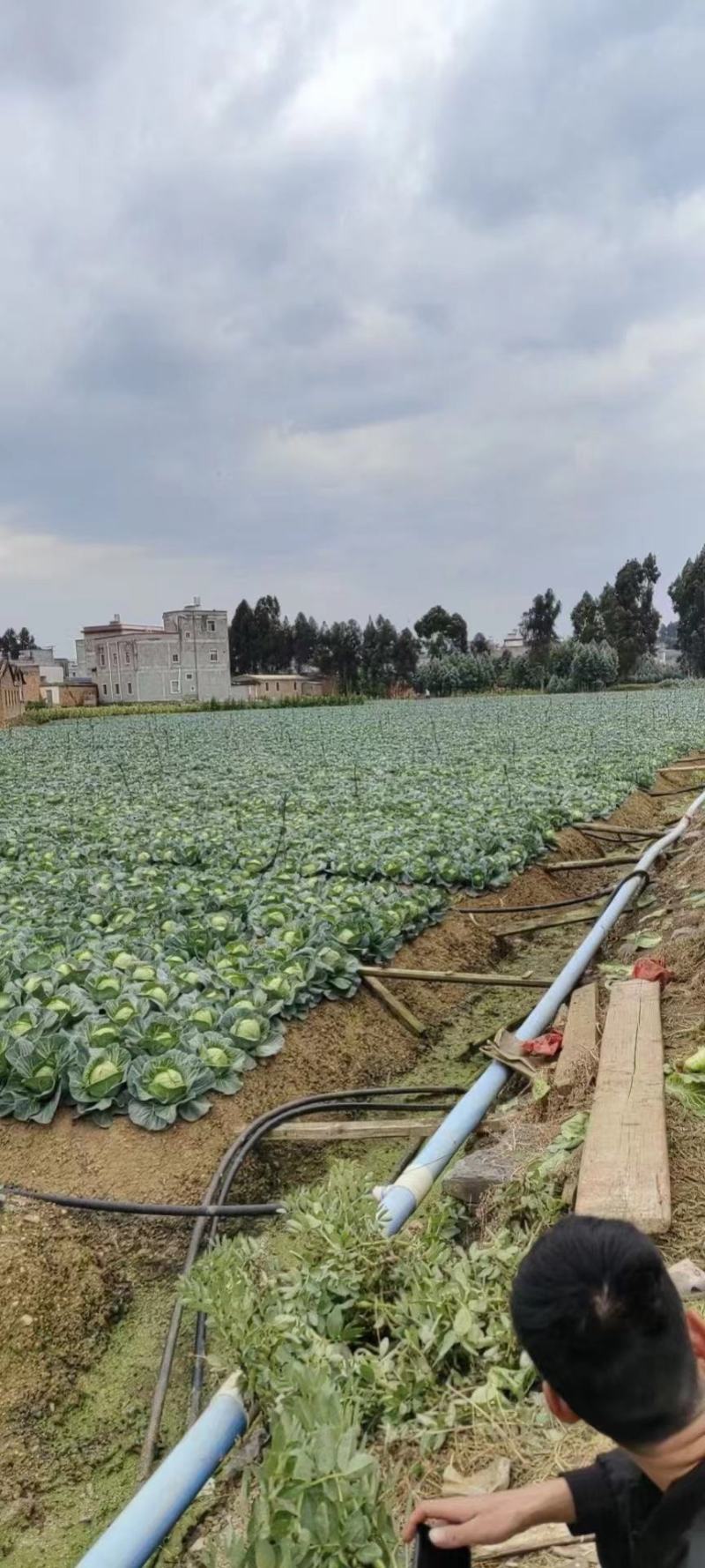 甘蓝，精品甘蓝平包甘蓝好货大量上市，量大价优