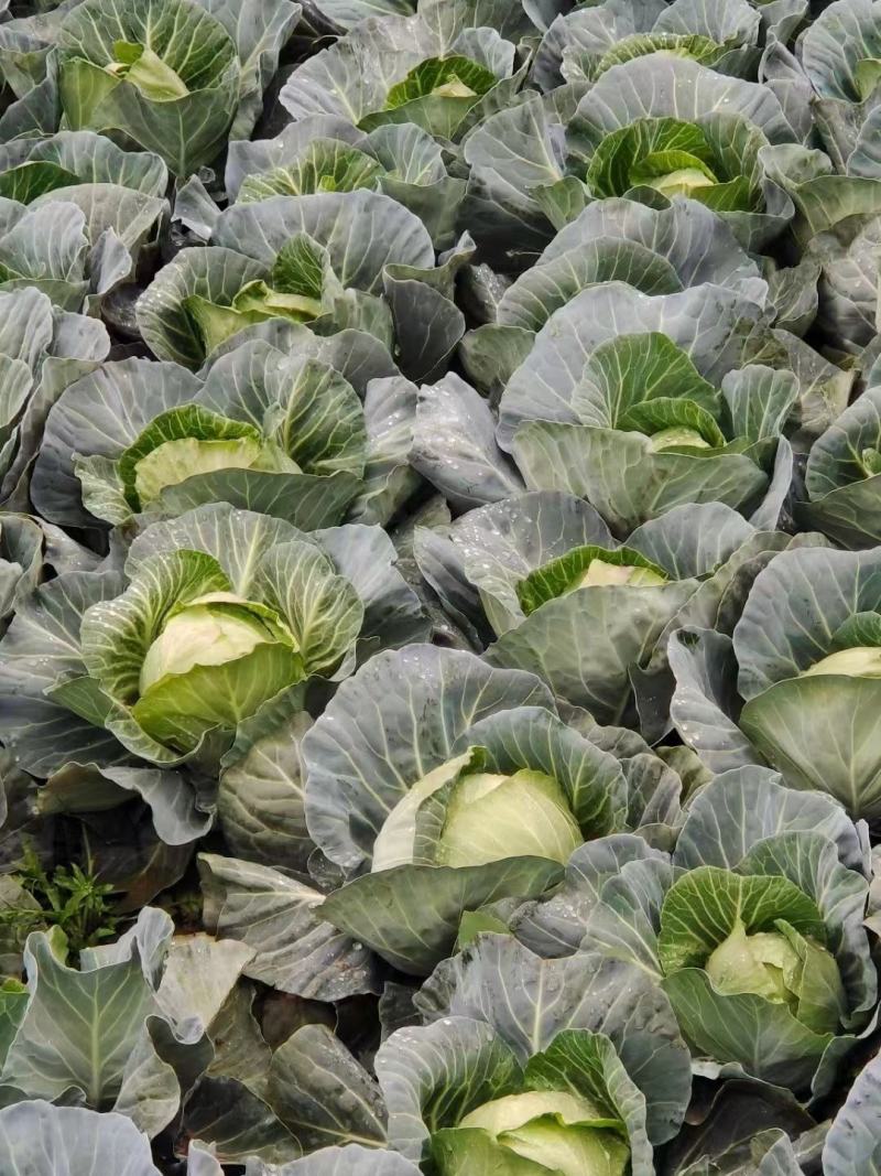 甘蓝，精品甘蓝平包甘蓝好货大量上市，量大价优