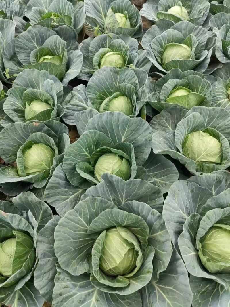甘蓝，精品甘蓝平包甘蓝好货大量上市，量大价优