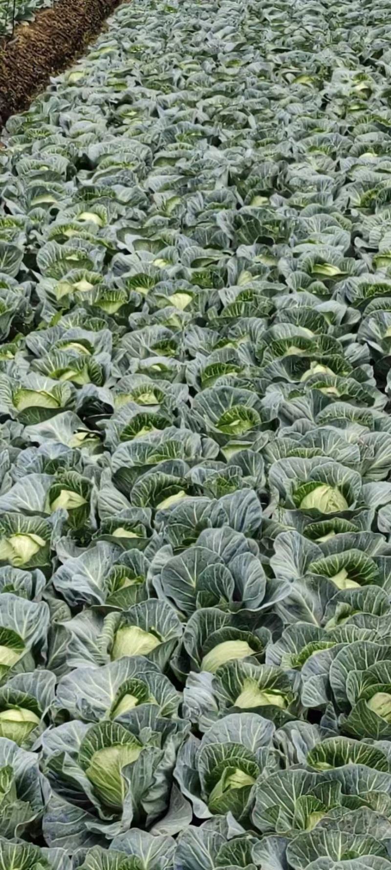 甘蓝，精品甘蓝平包甘蓝好货大量上市，量大价优