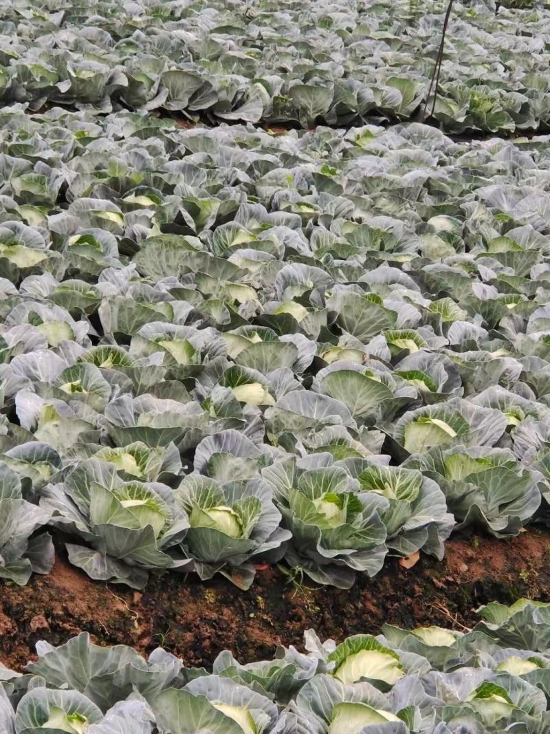 甘蓝，精品甘蓝平包甘蓝好货大量上市，量大价优