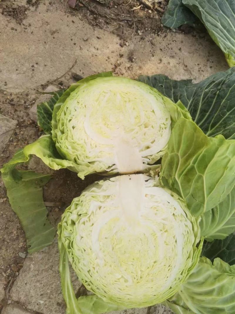 甘蓝，精品甘蓝平包甘蓝好货大量上市，量大价优