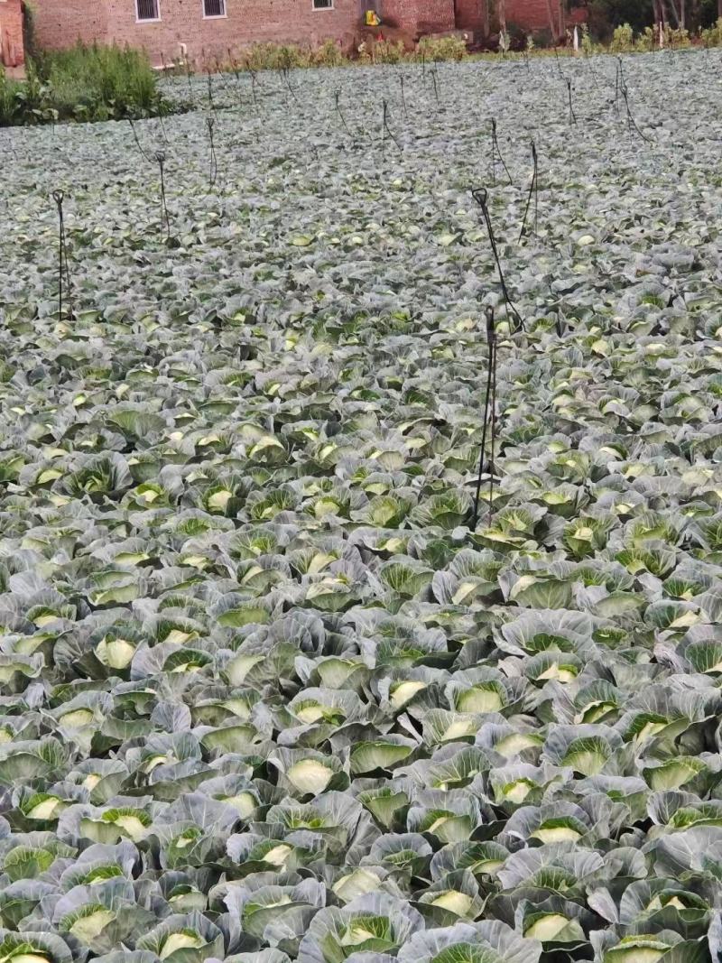甘蓝，精品甘蓝平包甘蓝好货大量上市，量大价优