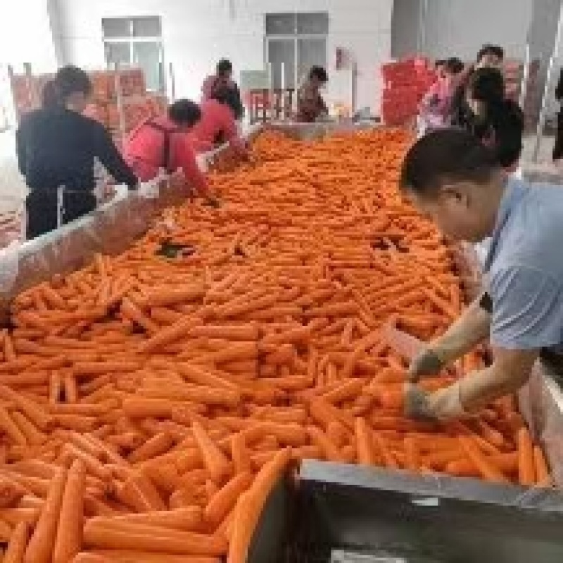 【精选】胡萝卜三红胡萝卜，商超品质，大量有货，货源稳定