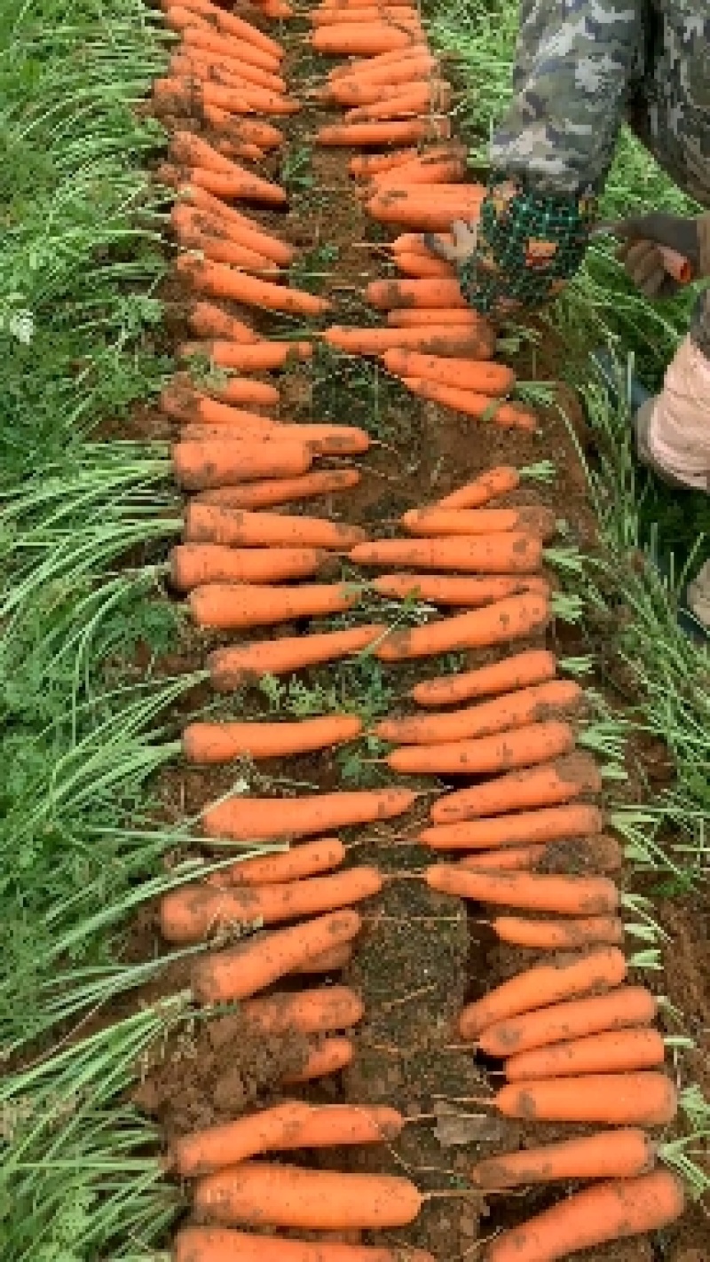 【精选】胡萝卜三红胡萝卜，商超品质，大量有货，货源稳定